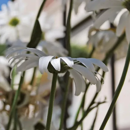 Angela Bed & Breakfast Scanno