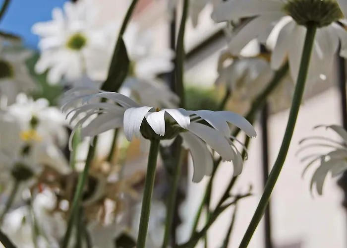 Angela Bed & Breakfast Scanno